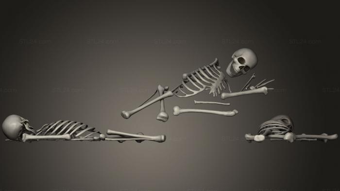 Anatomy of skeletons and skulls (Human Bones Set, ANTM_0683) 3D models for cnc